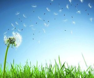 蒲公英心態 蒲公英心態
