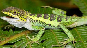 喜山攀蜥 喜山攀蜥