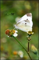 大展粉蝶 大展粉蝶