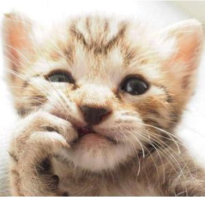 失效貓技 失效貓技