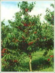 早紅寶石 早紅寶石