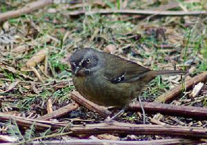 褐色絲刺鶯 褐色絲刺鶯
