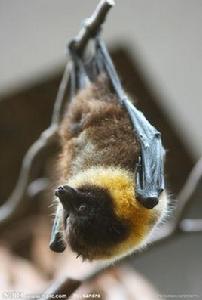 狐蝠[哺乳綱翼手目狐蝠科生物]