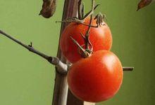 觀賞番茄