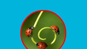 日本小瓢蟲 日本小瓢蟲