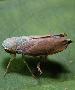 褐翅葉蟬 褐翅葉蟬