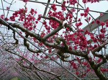 蟠桃樹花開滿枝