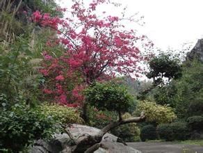 六都杜鵑花生態觀賞園 六都杜鵑花生態觀賞園