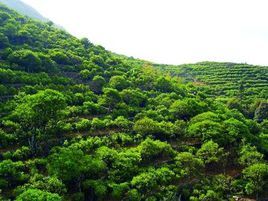 鳳凰單叢 鳳凰單叢
