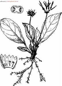 齒緣石山苣苔 齒緣石山苣苔