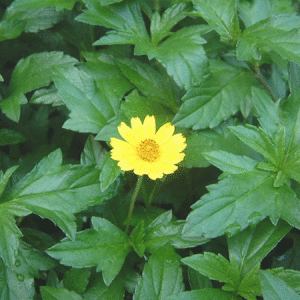 三裂蟛蜞菊 三裂蟛蜞菊