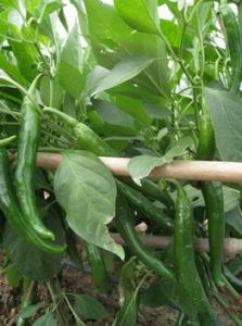 博辣紅艷 博辣紅艷