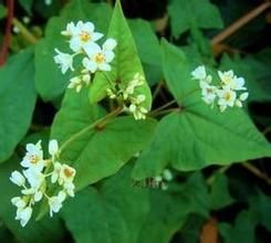 絨毛蕎麥地鼠尾 絨毛蕎麥地鼠尾