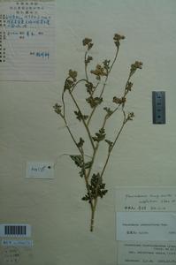 少毛北前胡 少毛北前胡