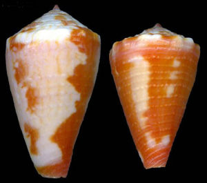 卡薩萊芋螺 卡薩萊芋螺