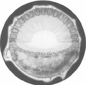 《天體運行論》