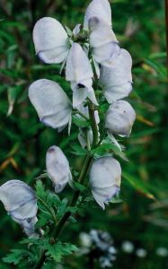 縮梗烏頭 縮梗烏頭