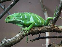 斐濟鬣蜥(斐濟斑蜥）