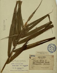 毛鞘蘆竹 毛鞘蘆竹