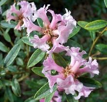 華麗杜鵑(原變種)