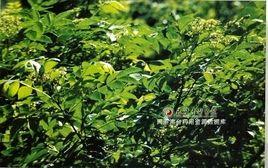 台灣黃櫱 台灣黃櫱