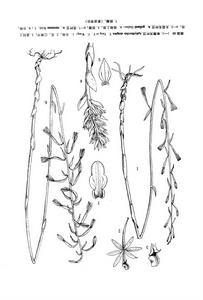 單唇無葉蘭 單唇無葉蘭