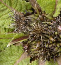 糙羽川木香 糙羽川木香