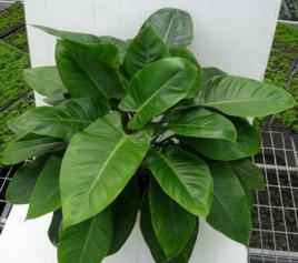 綠帝王蔓綠絨 綠帝王蔓綠絨