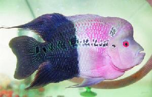 花羅漢 -熱帶淡水魚系列