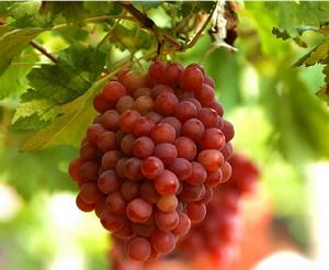 孟津葡萄 孟津葡萄