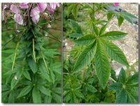 莖葉的葉子及開花時期圖片