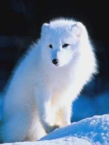 狐[食肉目犬科動物]