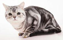 短毛貓