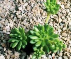 圓葉石蓮 圓葉石蓮