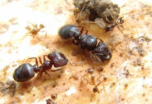 棒刺大頭蟻的蟻后、兵蟻和工蟻