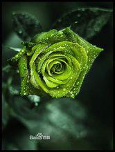 花語[用花表達的語言]