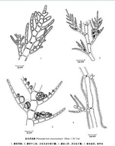 復羽多孢藻 復羽多孢藻