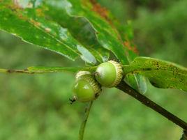 短柄袍櫟 短柄袍櫟