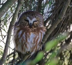無斑棕櫚鬼鴞 無斑棕櫚鬼鴞