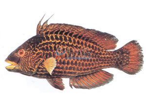 長鰭鸚鯛 長鰭鸚鯛