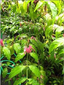 果香鼠尾草 果香鼠尾草