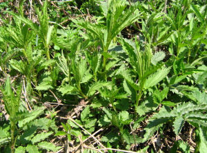 膜葉蕁麻 膜葉蕁麻