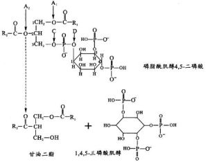 二磷酸肌醇磷脂 二磷酸肌醇磷脂