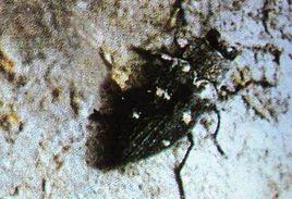 六星吉丁蟲 六星吉丁蟲