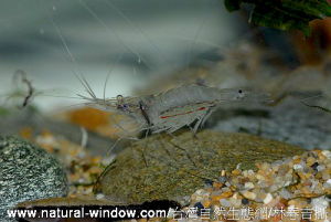 潔白長臂蝦 潔白長臂蝦