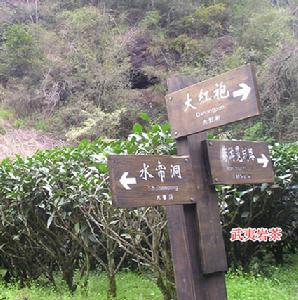 安溪烏龍茶 安溪烏龍茶