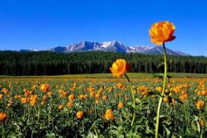 阿爾泰金蓮花 阿爾泰金蓮花