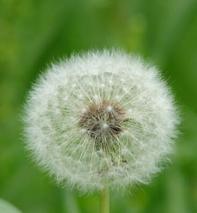 印度蒲公英 印度蒲公英