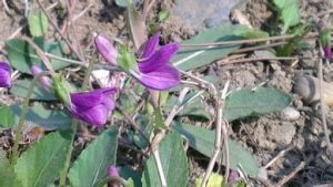 細花迭裂黃堇 細花迭裂黃堇