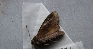 白斑蕉弄蝶 白斑蕉弄蝶